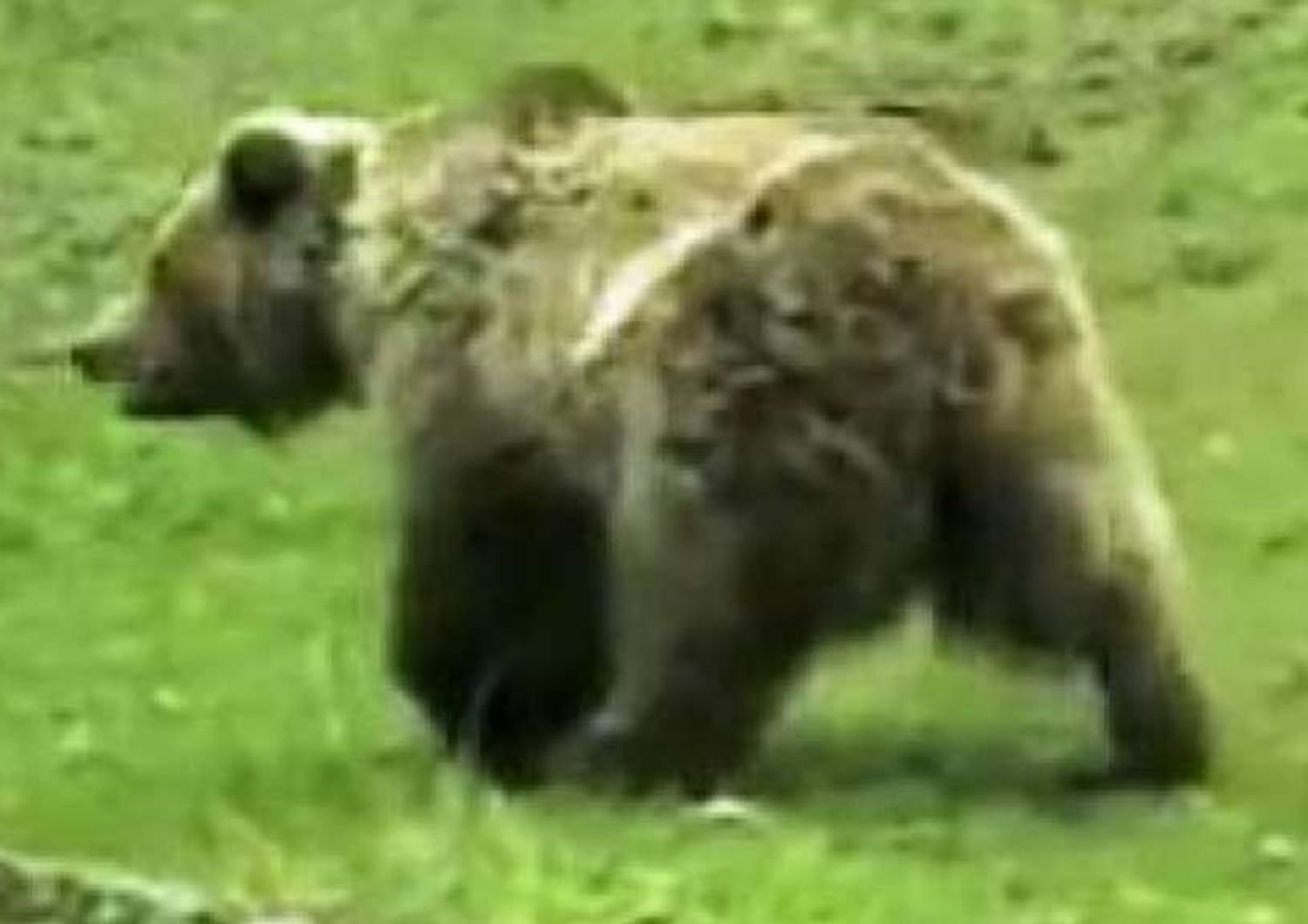 Morta l'orsa Daniza: non ha resistito all'anestetico usato per catturarla