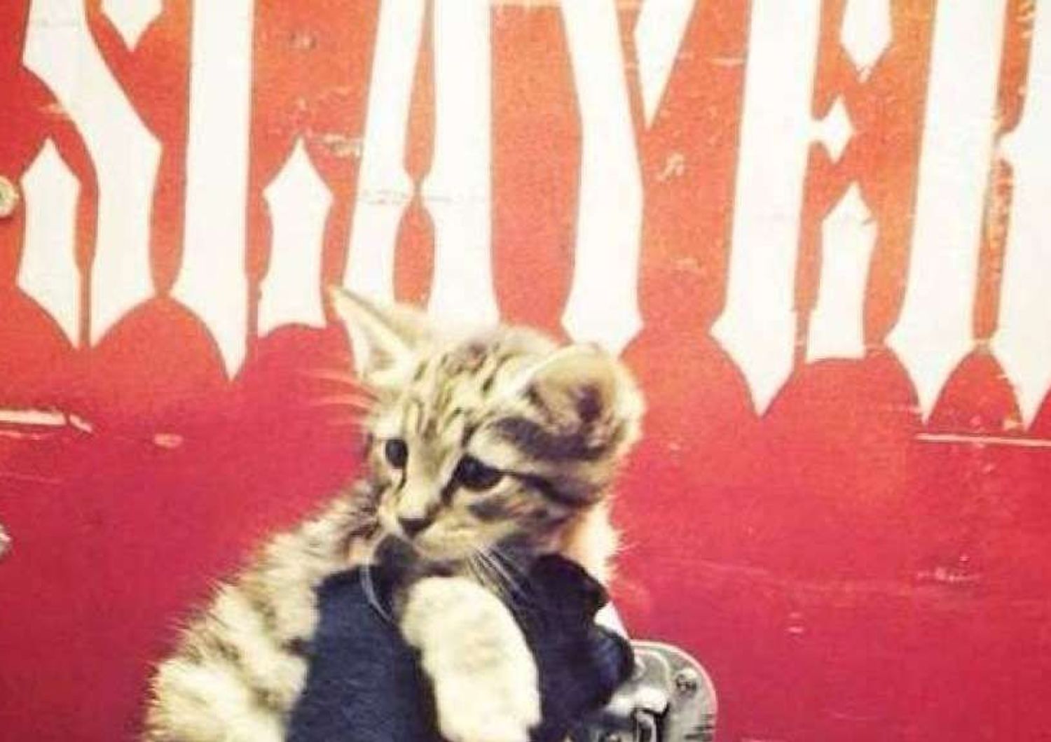 Il rude gruppo metal Slayer salva una gattina
