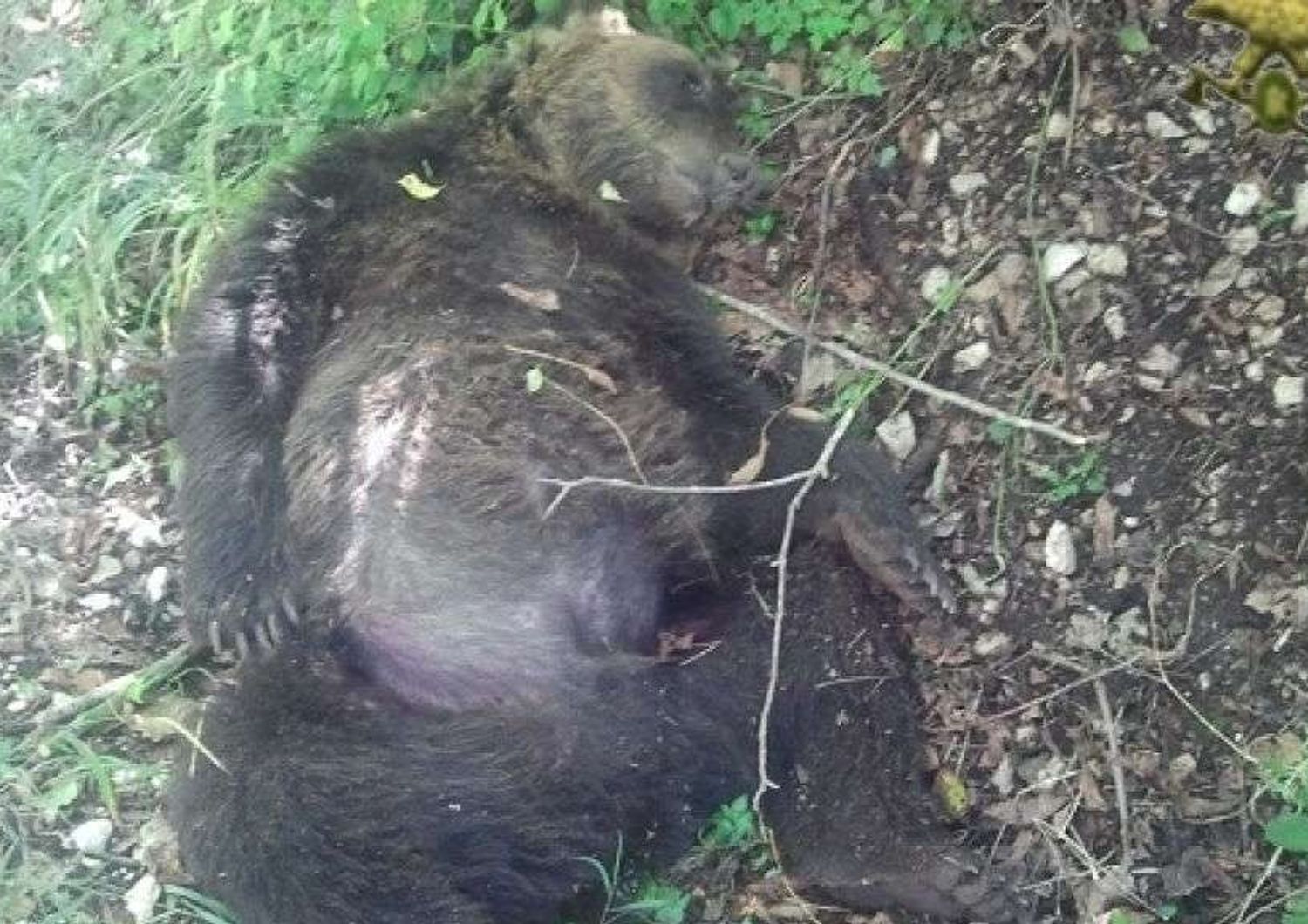 Bufera sul caso Daniza, intanto muore un altro orso in Abruzzo