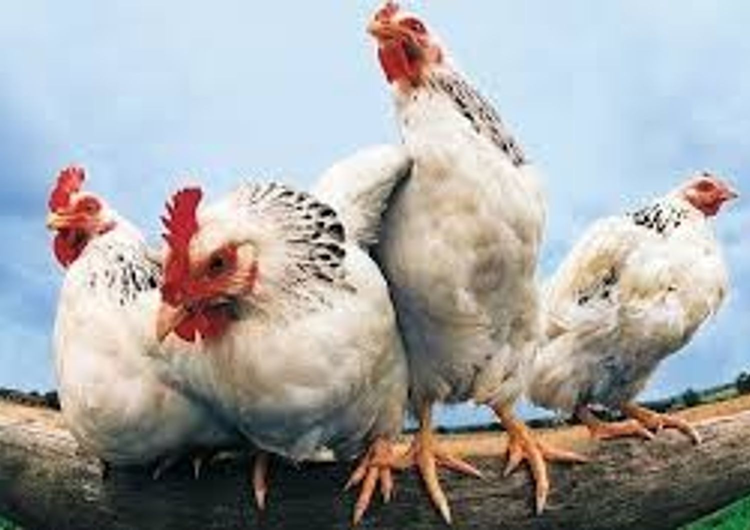 Francia, torna l&#39;allarme aviaria, 8 paesi sospendono import