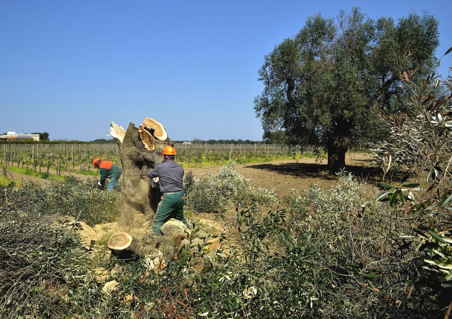 &nbsp;Eradicazione di ulivi colpiti dalla Xilella Fastidiosa (AGF)