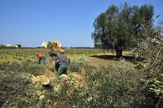 &nbsp;Eradicazione di ulivi colpiti dalla Xilella Fastidiosa (AGF)