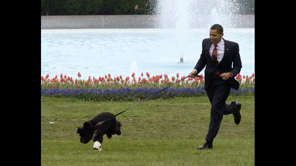 &nbsp;Barak Obama con il suo cane Bo alla Casa Bianca (reuters)