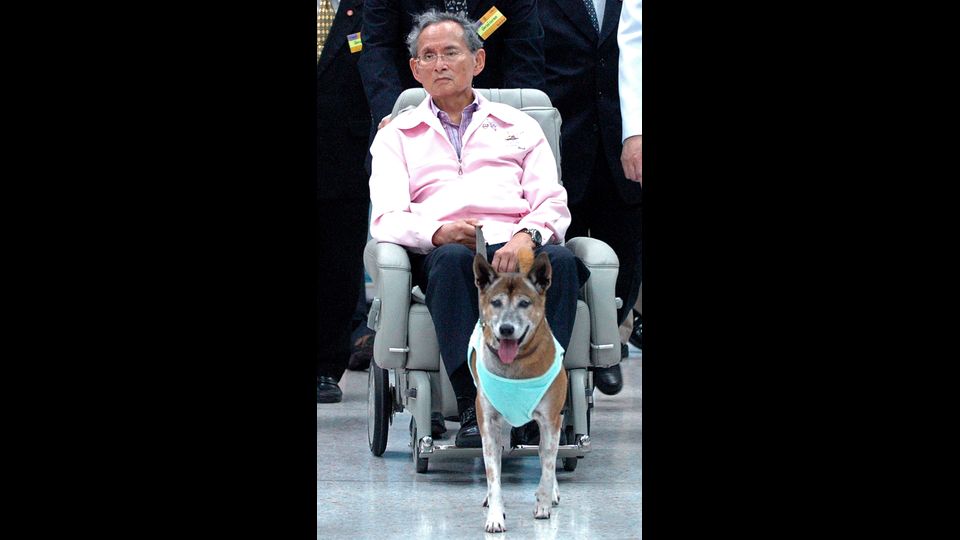 &nbsp;Il Re di Thailandia Bhumibol Adulyadej con il suo cane (Afp)