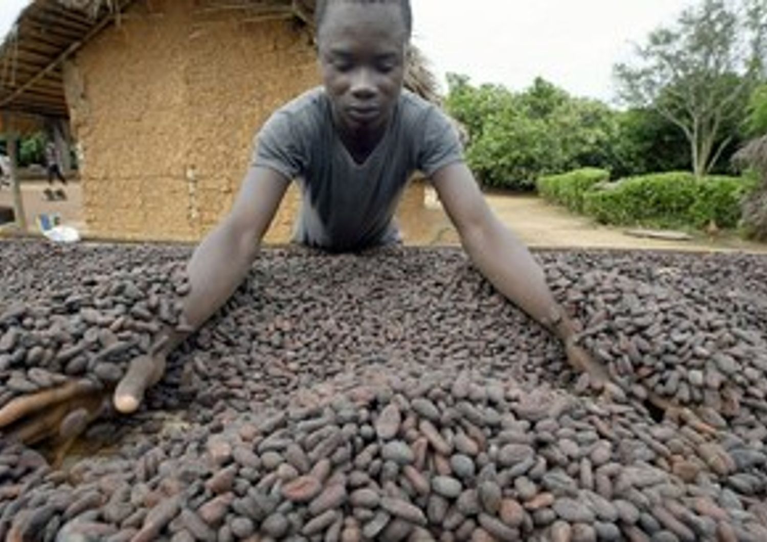 &nbsp;Cacao Ghana
