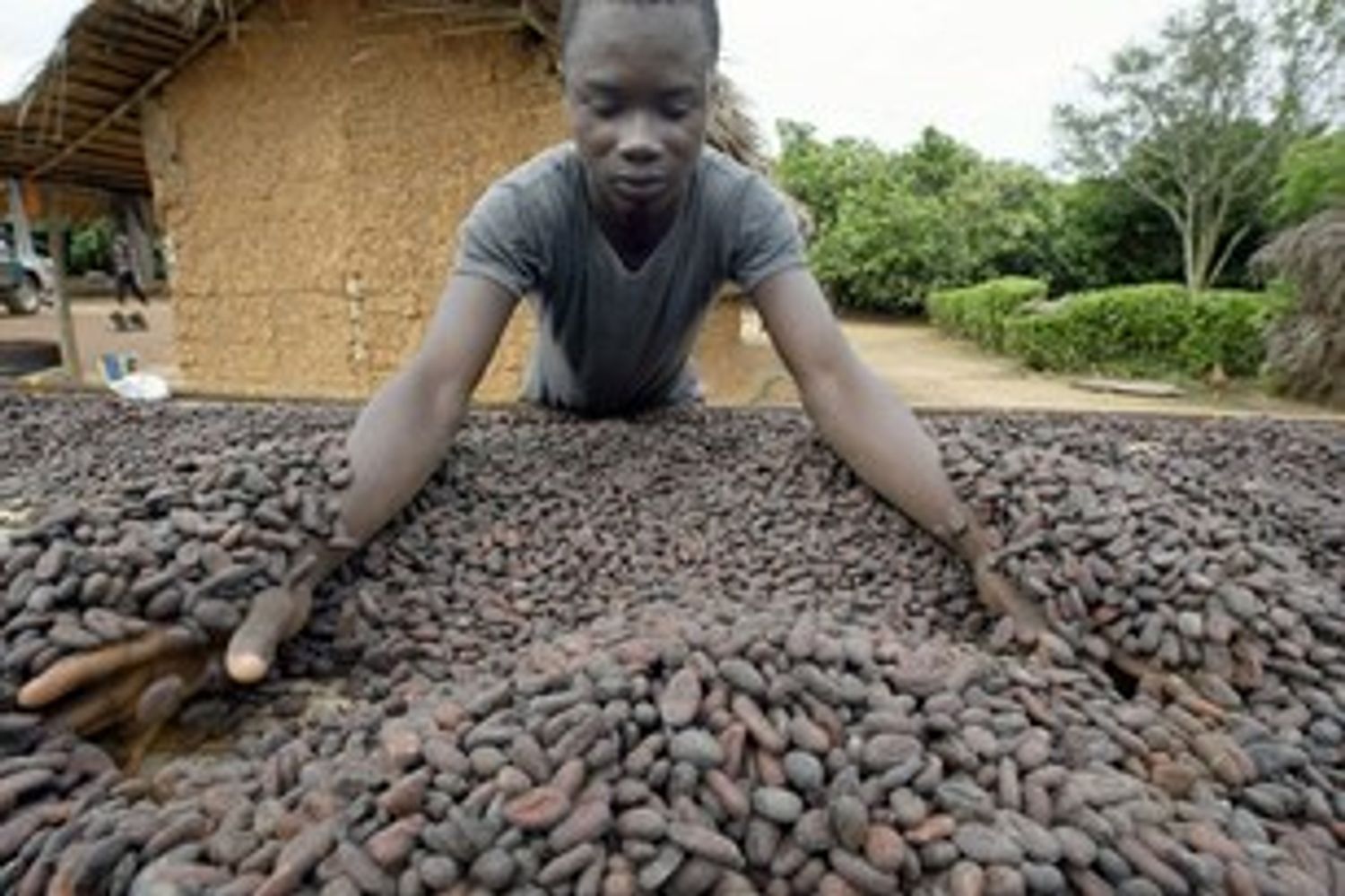 &nbsp;Cacao Ghana