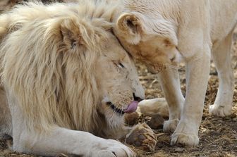 &nbsp;Leoni, leoni, leonessa