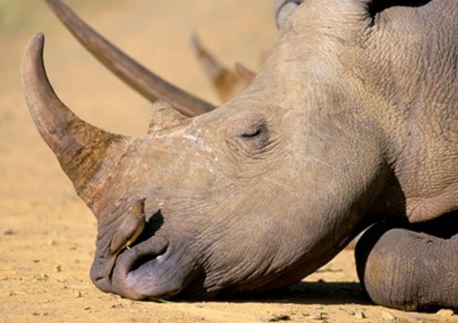 &nbsp;Rinoceronte corno (tips)