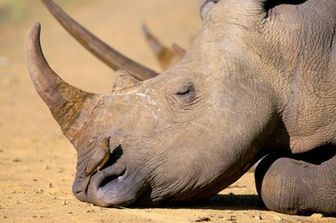 &nbsp;Rinoceronte corno (tips)