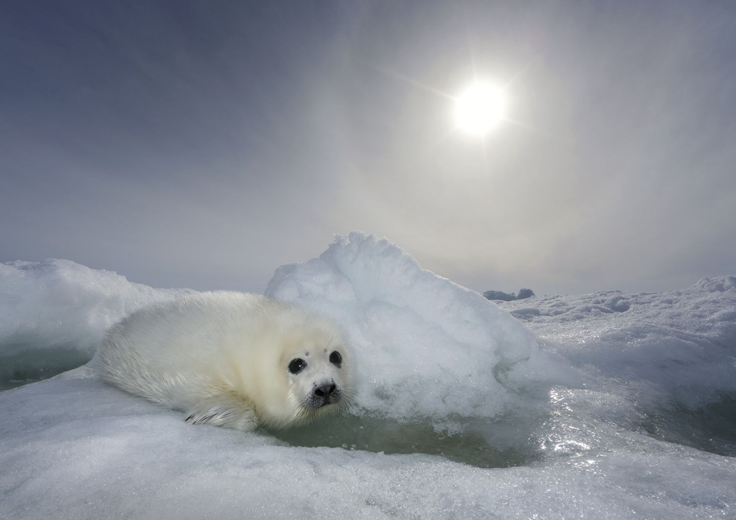 &nbsp;Polo nord foca ghiacciaio ghiacciai surriscaldamento clima inquinamento smog (Afp)