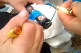 gabbiano-petardo (facebook)&nbsp;