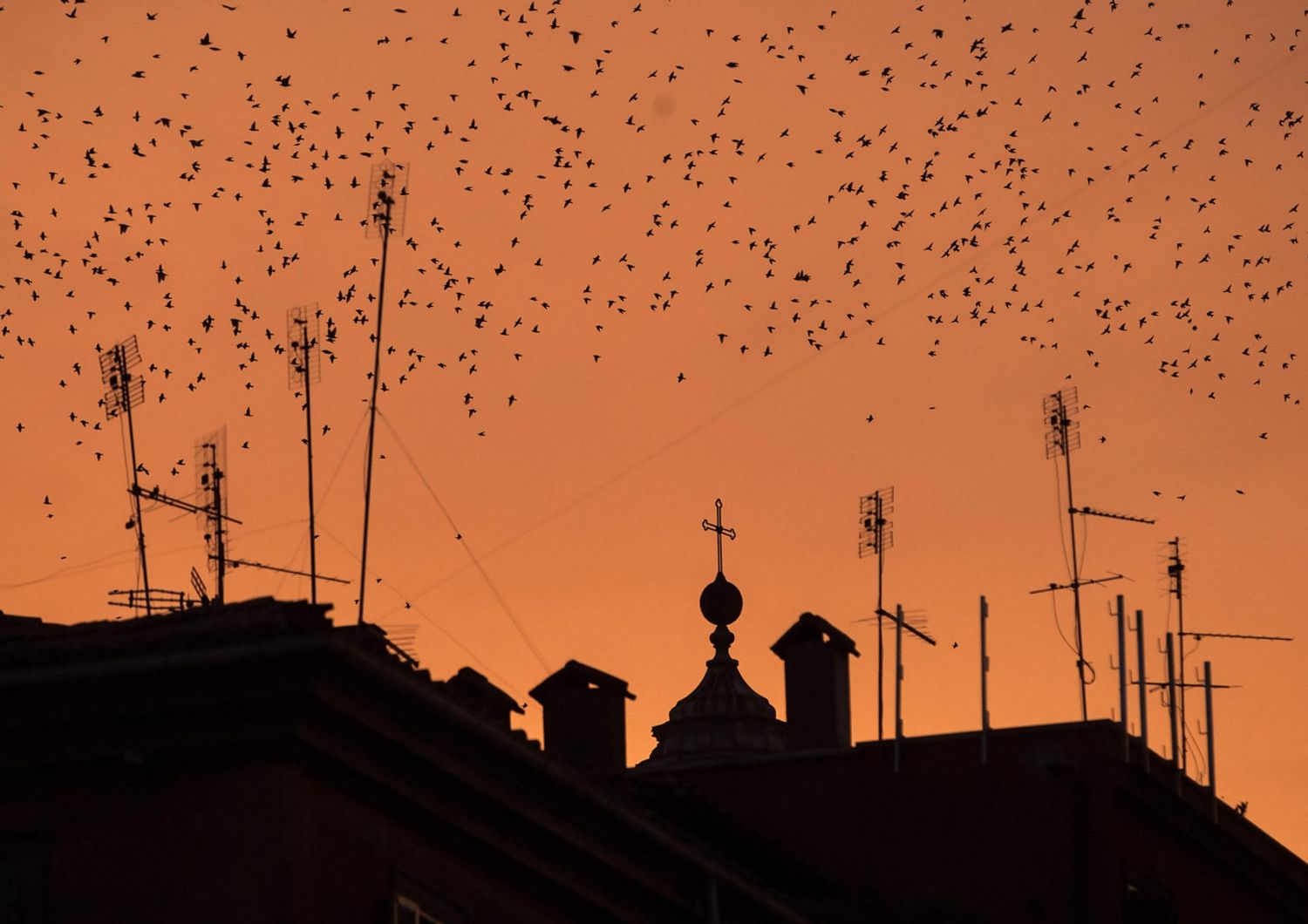 Roma, stormi di uccelli sui tetti (Agf)