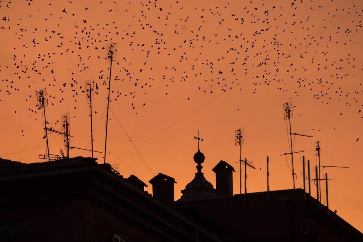 Roma, stormi di uccelli sui tetti (Agf)
