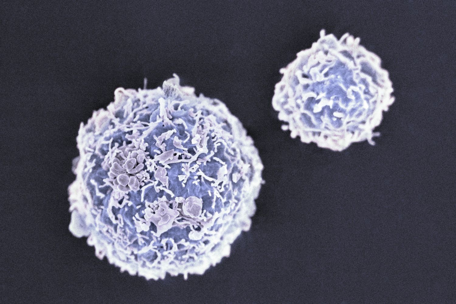 &nbsp;cellule staminali (Agf)