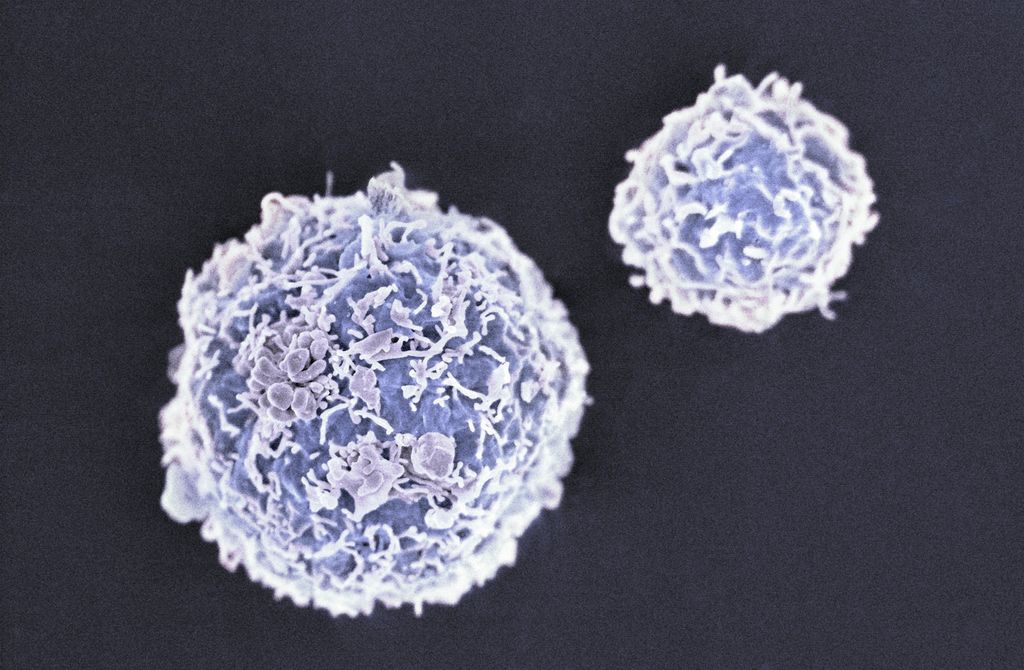 &nbsp;cellule staminali (Agf)