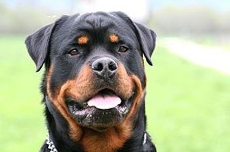 rottweiler(wikipedia)&nbsp;