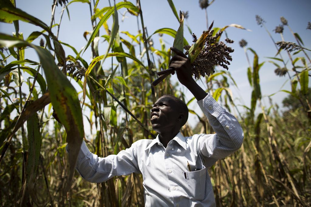 &nbsp;Africa agricoltura raccolto (Afp)