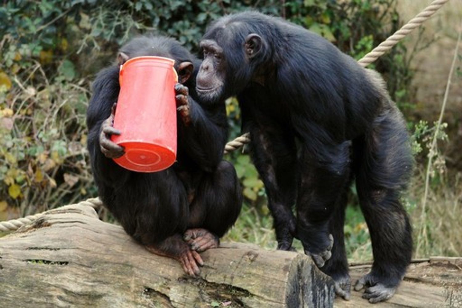 Patate e te caldo contro il freddo al Bioparco di Roma