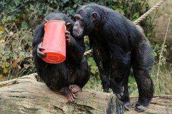 Patate e te caldo contro il freddo al Bioparco di Roma