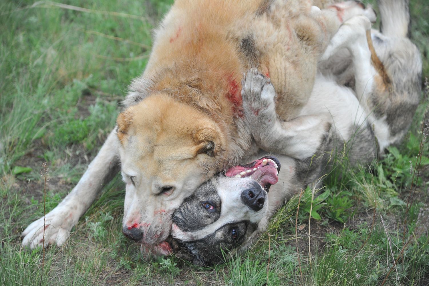 &nbsp;Combattimento cani (Afp)