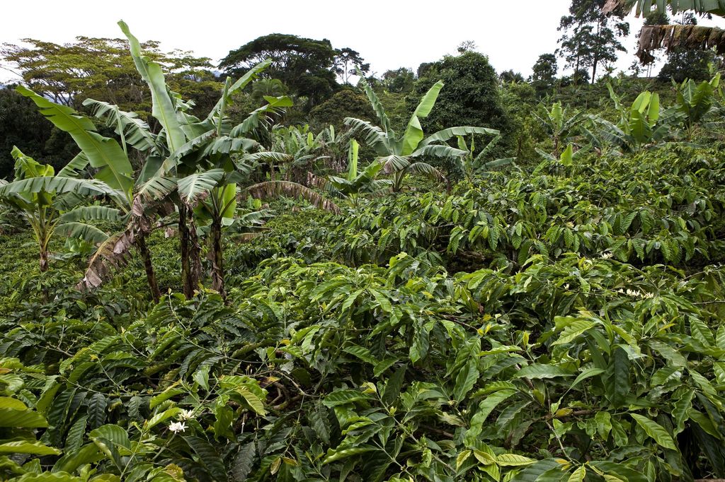 &nbsp;pianta caffe' (Afp)