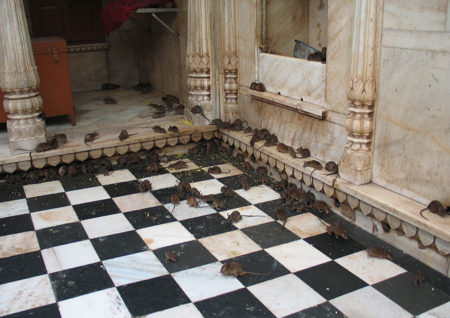 Topi al Karni Mata Temple, India&nbsp;