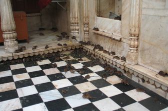 Topi al Karni Mata Temple, India&nbsp;