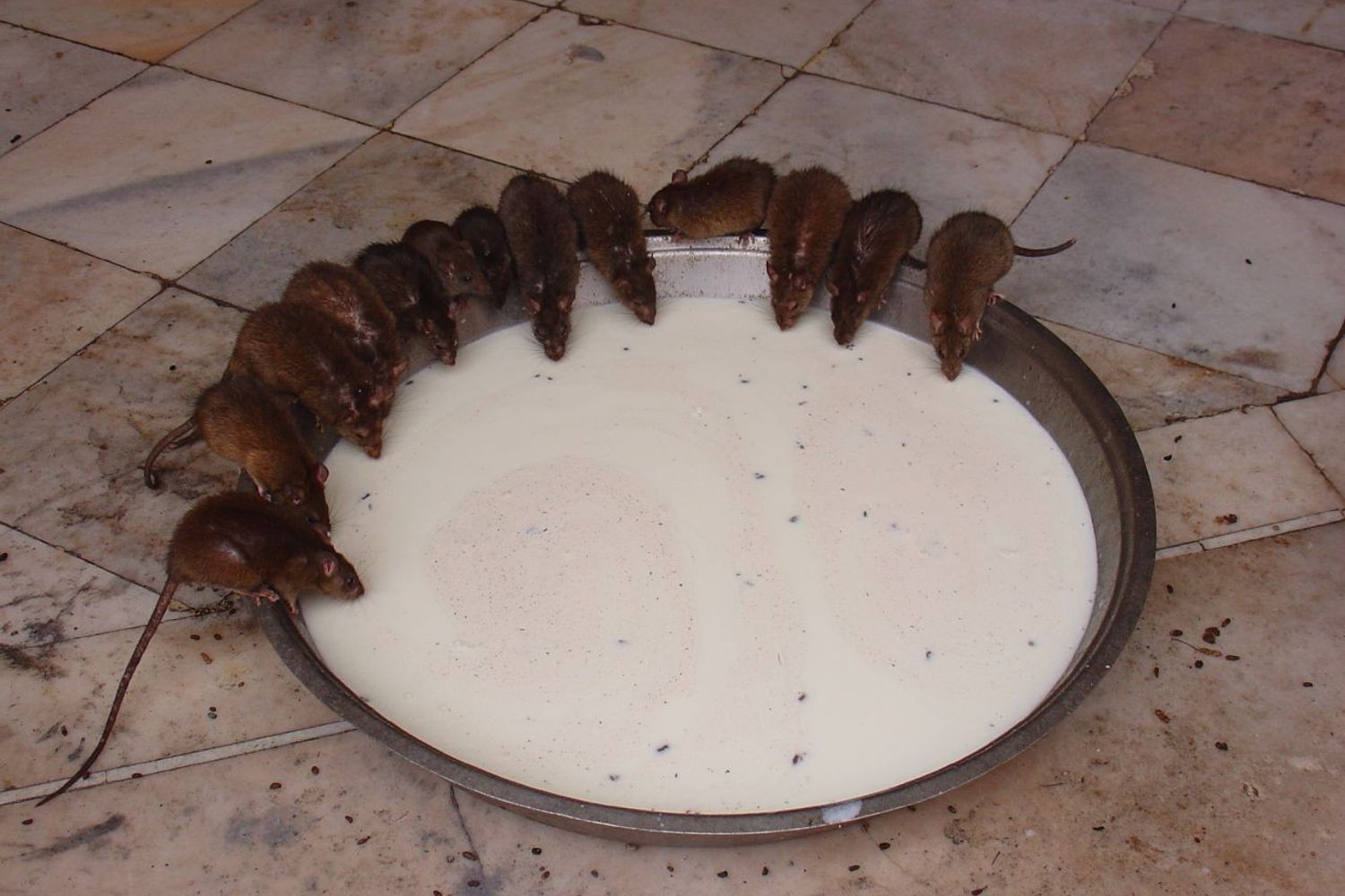 Topi al Karni Mata Temple, India&nbsp;