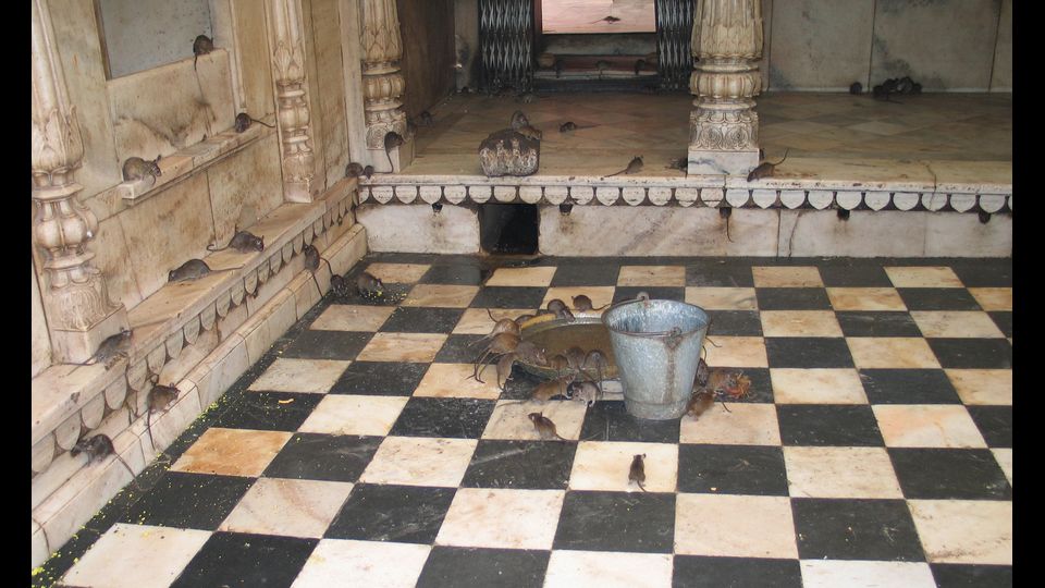 Topi al Karni Mata Temple, India&nbsp;