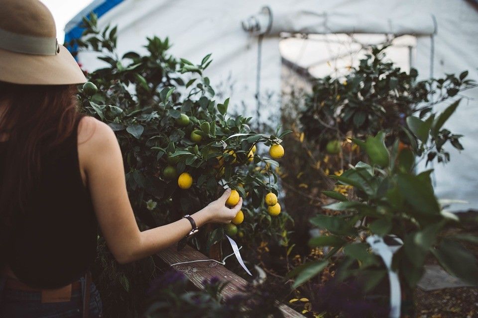 &nbsp;donna agricoltura frutta - pixabay