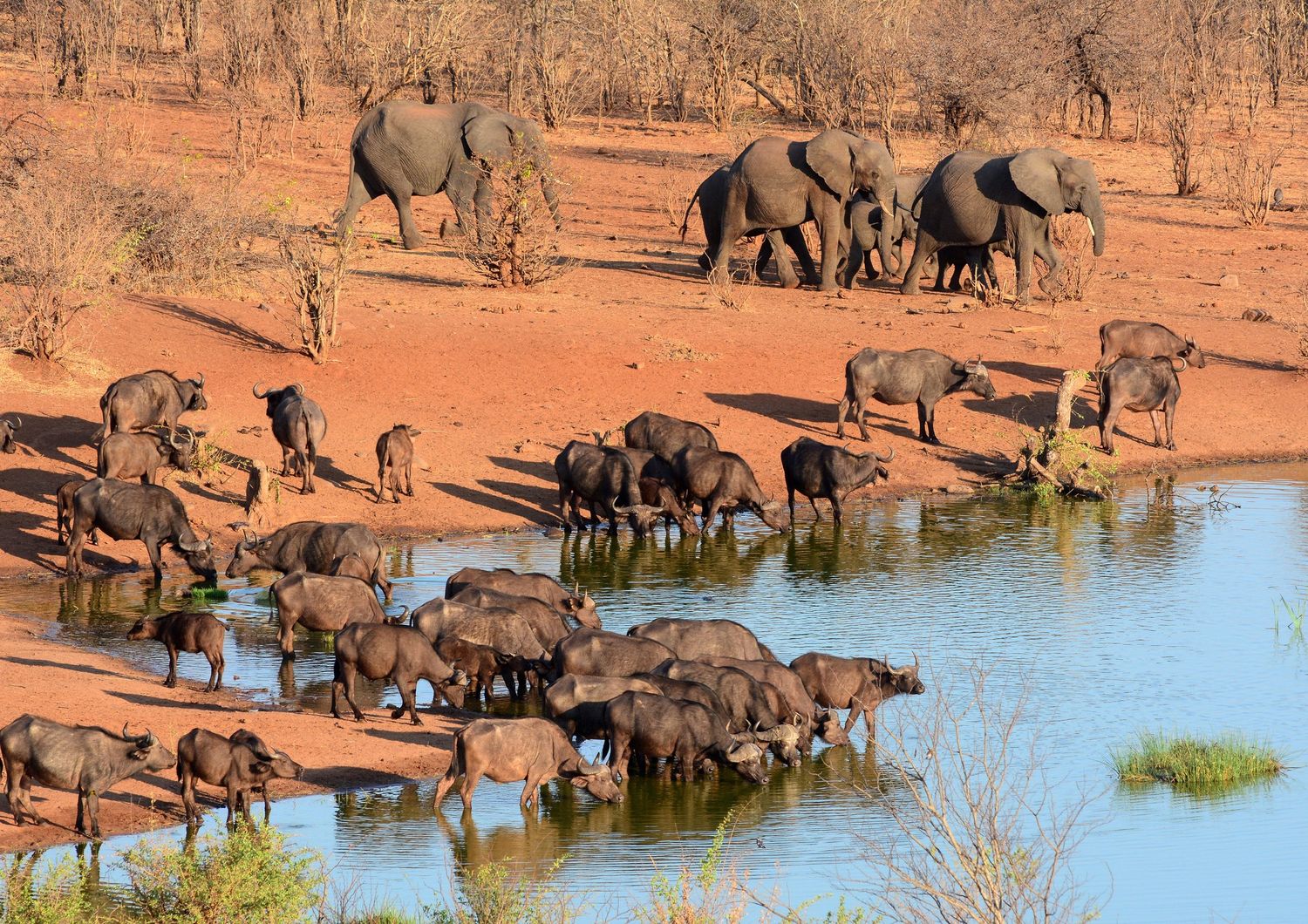 Zimbabwe, elefanti (Afp)&nbsp;