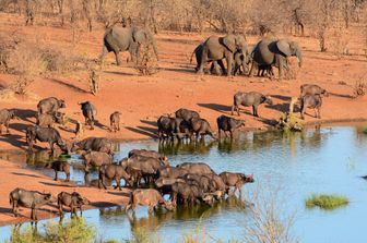 Zimbabwe, elefanti (Afp)&nbsp;