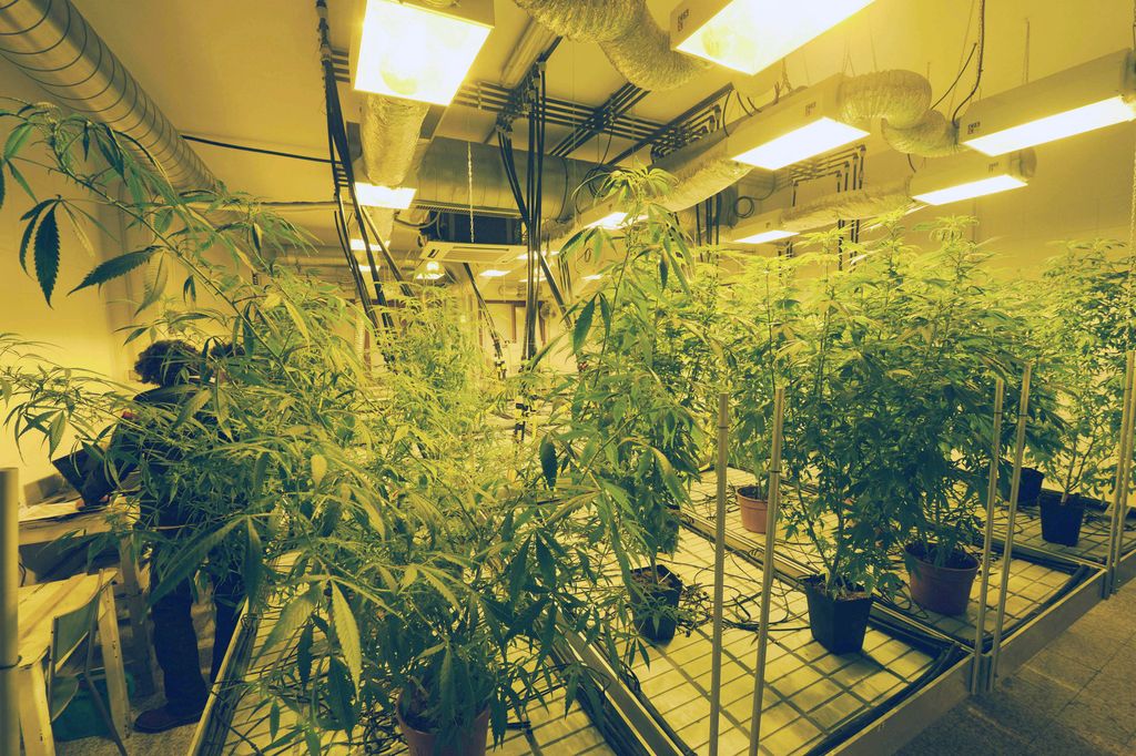 cannabis (Agf)&nbsp;