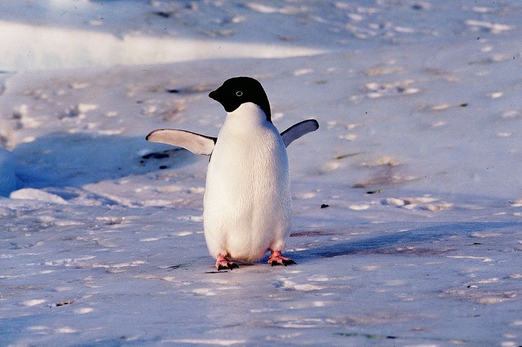 Pinguini antartide (Afp)&nbsp;