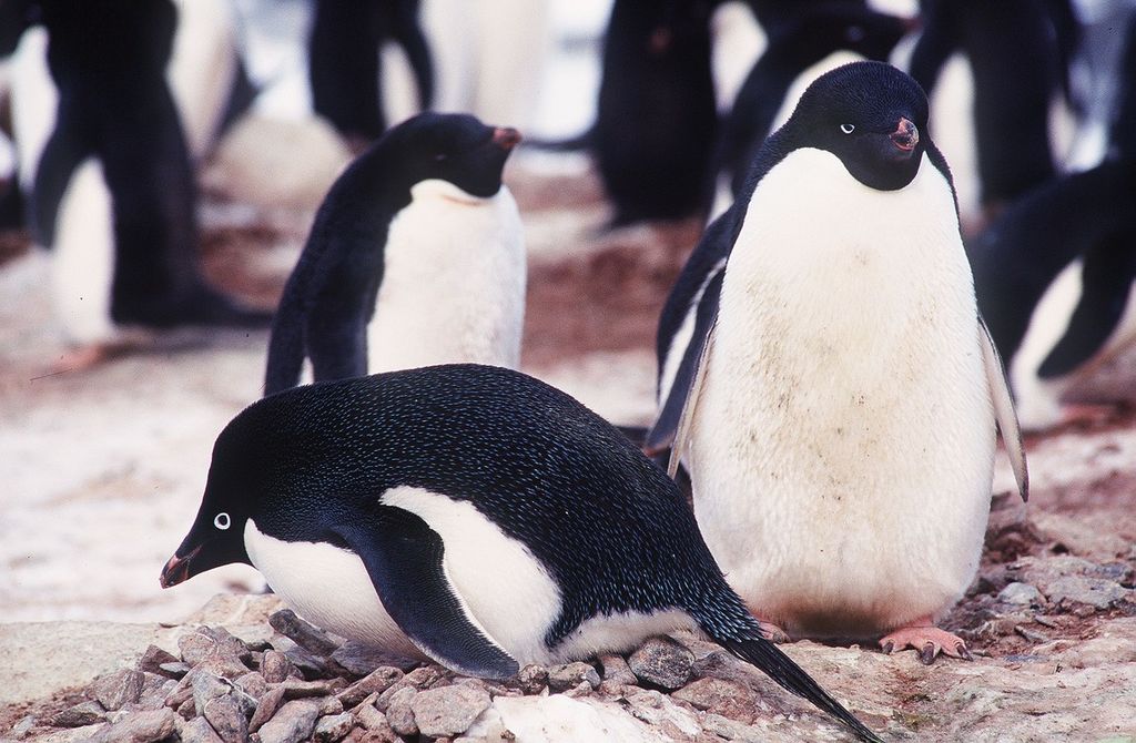 Pinguini antartide (Afp)&nbsp;