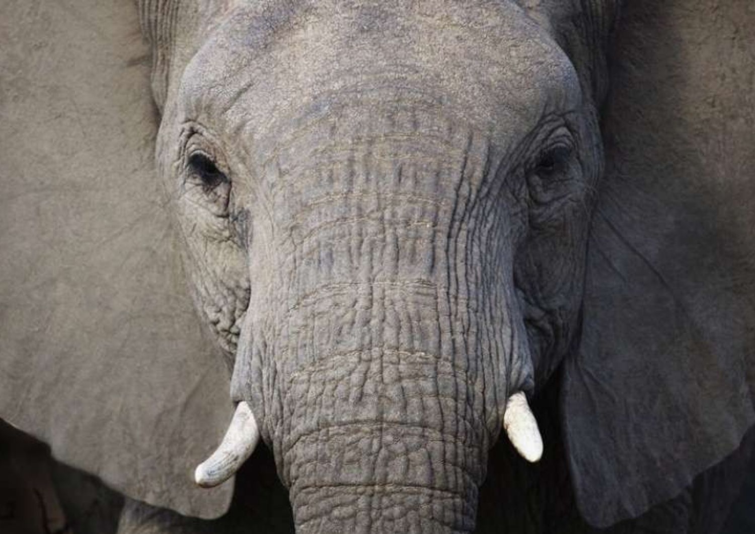 Thailandia: ucciso elefante che "recito'" in film di Oliver Stone
