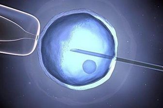 Fecondazione