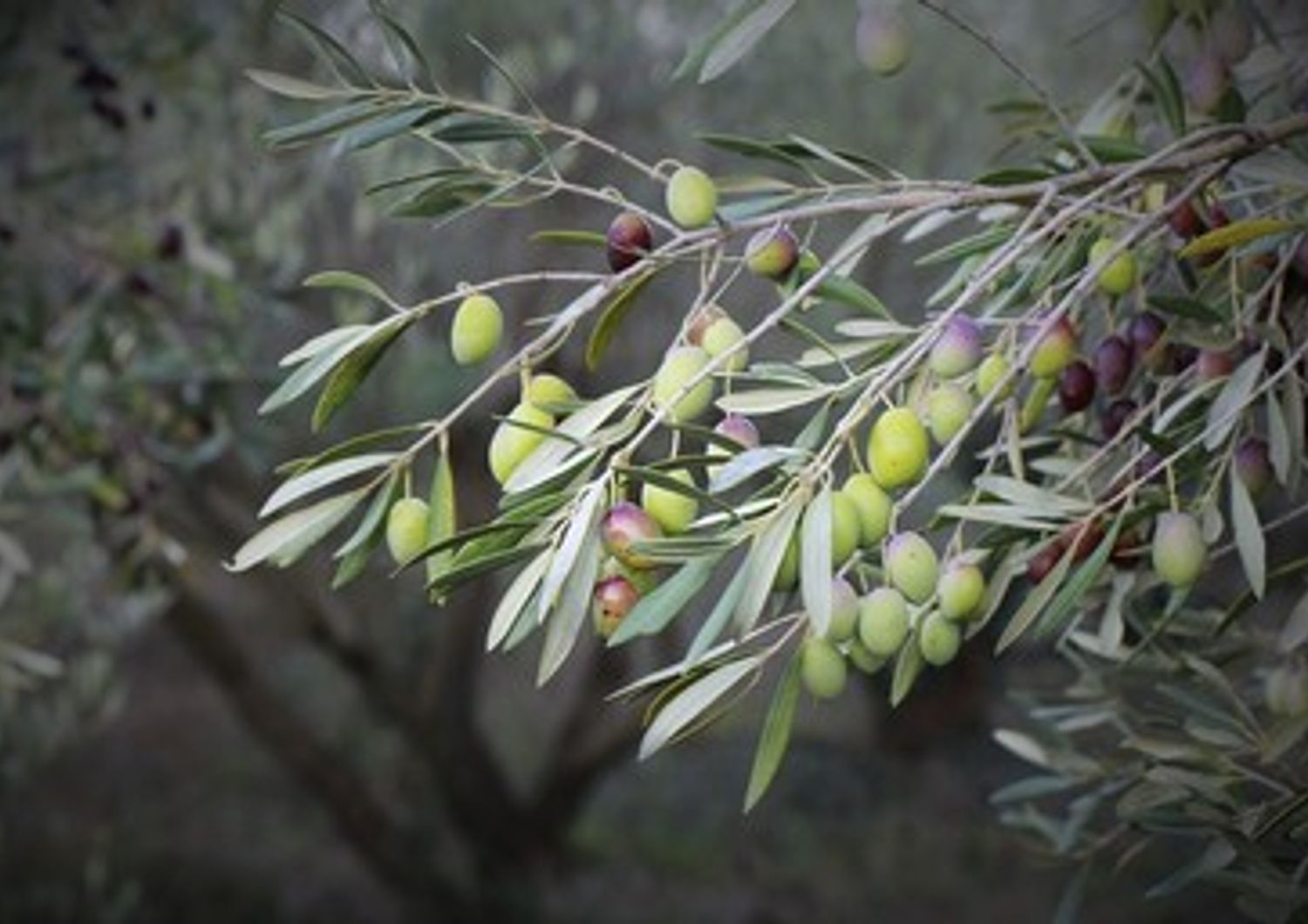 &nbsp;olive ulivi olivocultura - pixabay