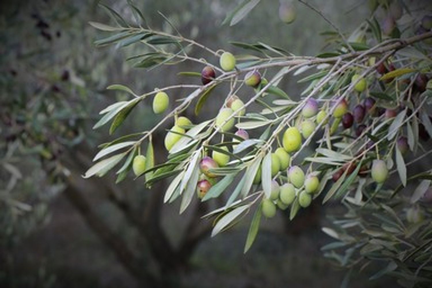 &nbsp;olive ulivi olivocultura - pixabay