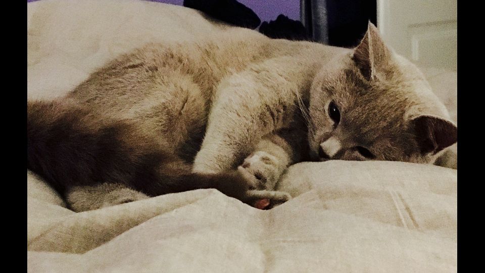 Giornata del gatto, sui social dilagano i mici&nbsp;