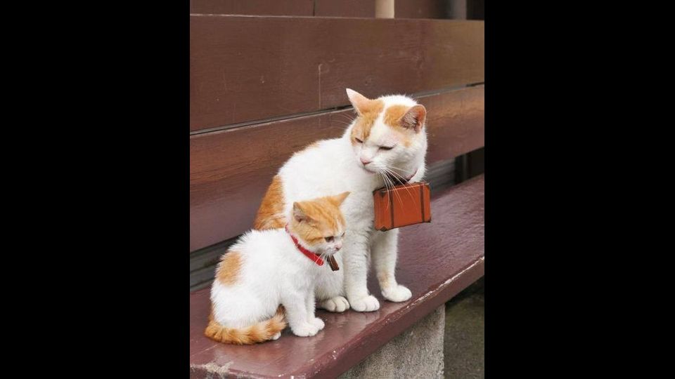 Giornata del gatto, sui social dilagano i mici&nbsp;