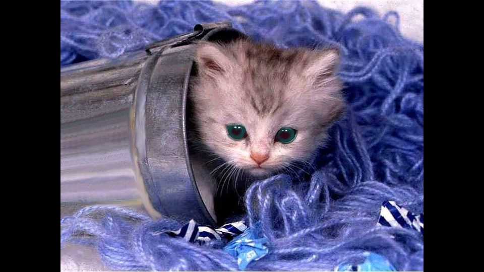 Giornata del gatto, sui social dilagano i mici&nbsp;