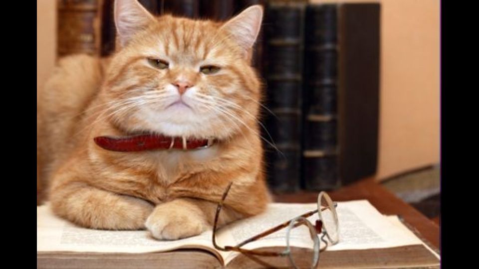 Giornata del gatto, sui social dilagano i mici&nbsp;