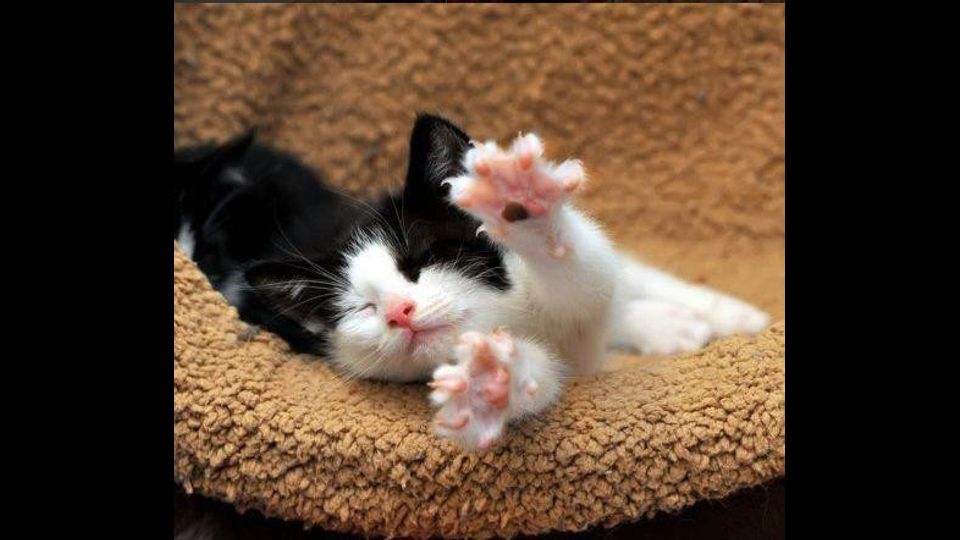 Giornata del gatto, sui social dilagano i mici&nbsp;