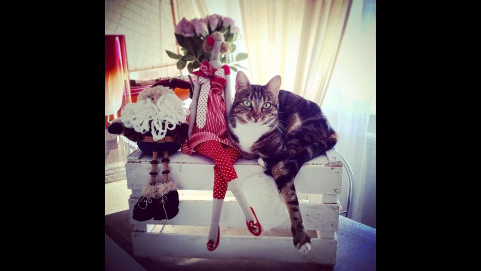 Giornata del gatto, sui social dilagano i mici&nbsp;