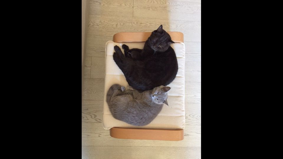 Giornata del gatto, sui social dilagano i mici&nbsp;