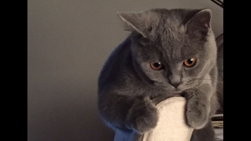 Giornata del gatto, sui social dilagano i mici&nbsp;