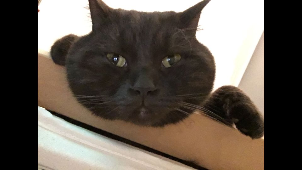 Giornata del gatto, sui social dilagano i mici&nbsp;