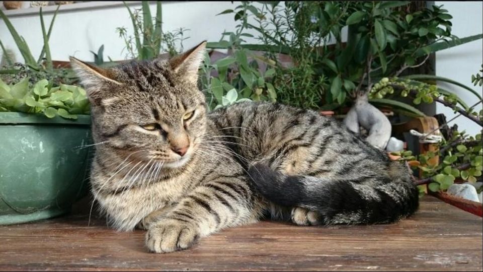 Giornata del gatto, sui social dilagano i mici&nbsp;