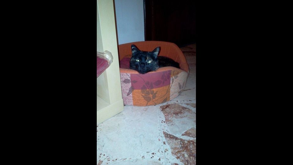 Sissi di Cristina&nbsp;